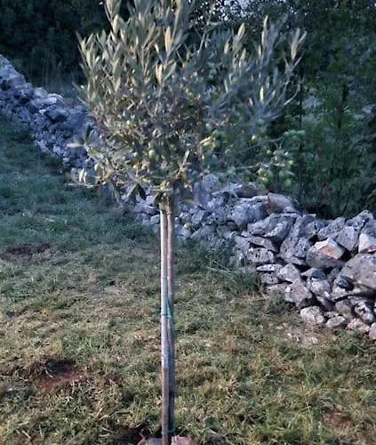 Traumhafte Dubi Bei Labin (Istria)